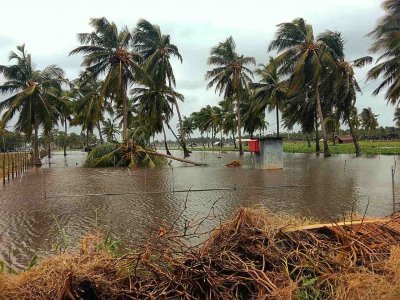 SriLanka_Ditwah_009_web Eine Plantage in Sri Lanka ist überflutet.